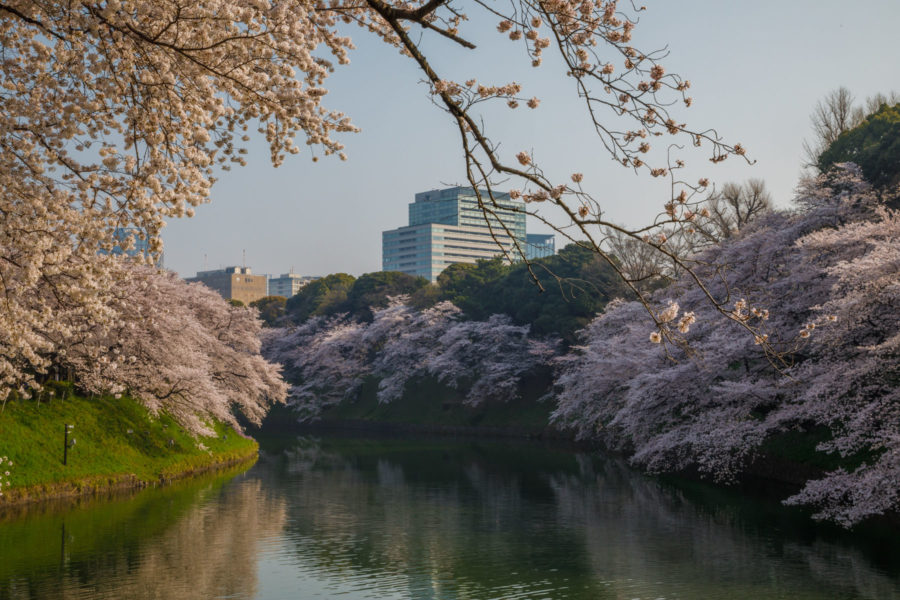 7 Best Spots for Cherry Blossoms in Japan - Tokyo - Boating in Chidorigafuchi, luxury travel blogger // Notjessfashion.com